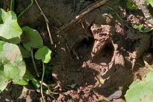Traces et indices dans le Sanctuaire de nature 