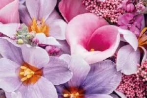 Visite libre : La folle histoire des fleurs
