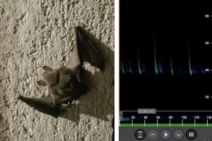 A la découverte des chauves-souris de "Briançon Vauban"
