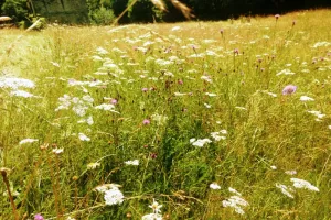 Balade-découverte "La faune et la flore " aux Tours de Carbonnières