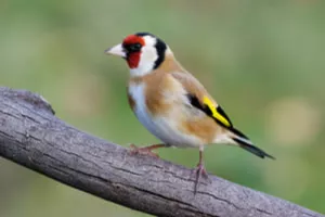 Les oiseaux des jardins