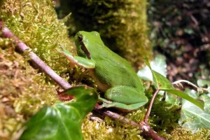A la découverte des amphibiens des landes girondines