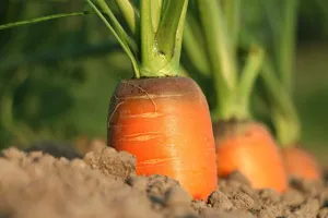 Animations jardin avec les Râteleurs