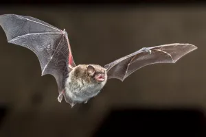 À la découverte des chauves-souris