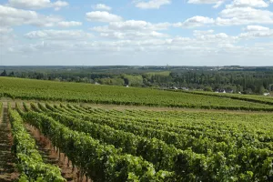 Balade dans les vignes et dégustation
