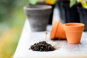 Atelier plantations (dès 6 ans)