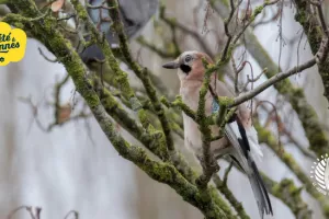 Oiseaux des parcs et jardins