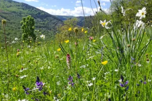 Le bonheur est dans le pré ! (43)