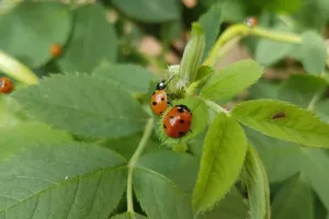 Balade nature, la biodiversité de fermes en potagers