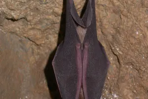 Nuit internationale de la chauve-souris à la Brèche au Diable