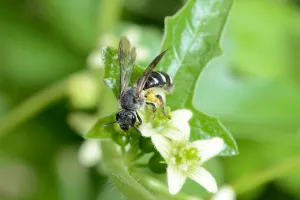 Que serait une soupe sans pollinisateurs ?
