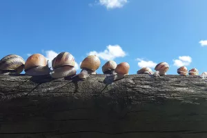 Visite gourmande des Escargots de Trémontagne
