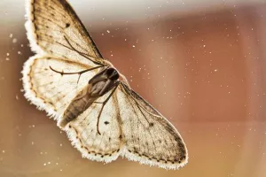 Visite nature - À la rencontre des papillons