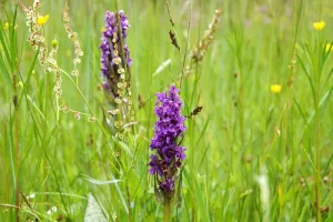 Découverte des orchidées