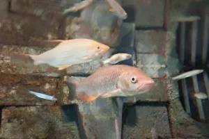 Exposition Les Grands Migrateurs de Loire