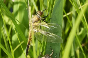 Initiation à la pratique de la macro photographie