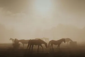 Rencontre matinale avec les chevaux