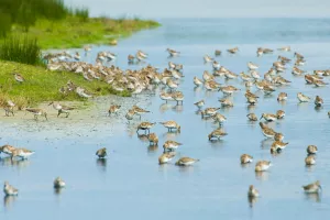 Venez compter les oiseaux limicoles !