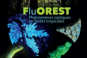 Exposition FluOREST - Phénomènes optiques en forêts tropicales