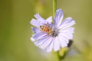 Balade naturaliste : l’orchestre des butineurs