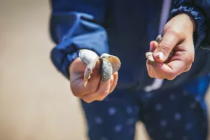 Observer les coquillages