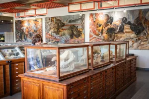 Nuit des Musées : Visites des collections de l'Université de Rennes