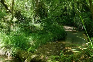 Sortie nature : Le long de la Geüle à Cescau