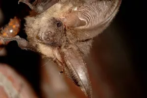 Nuit de la chauve-souris