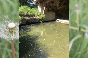 Découverte de la flore dans tous ses états - Bagas