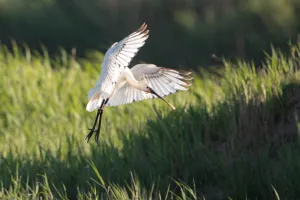 Sortie Natura 2000 : A la découverte des oiseaux migrateurs