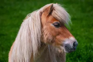 Balades en poney accompagnée