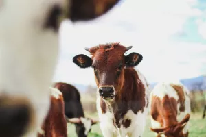 Comice agricole de Reygade