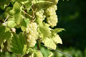 Sortie dans le vignoble