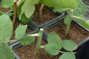 Atelier bouturage de rosiers. Découvrez comment reproduire un rosier à l'identique !