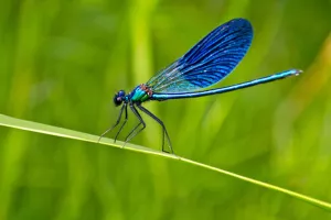 La grande exploration nature "l'été des libellules"