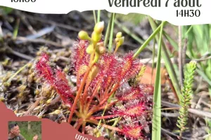 Découverte des plantes carnivores et de la Tourbière de Jullouville