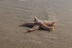 Pêche à pied : la vie en bord de mer