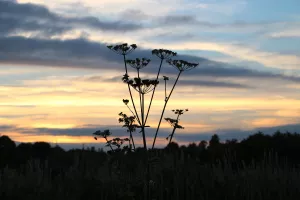 La Réserve naturelle de la Sangsurière au crépuscule