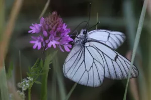 Les insectes et leurs sciences participatives