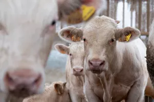 Ferme Daul-Boime : de l'alimentation animale à la fertilisation des sols