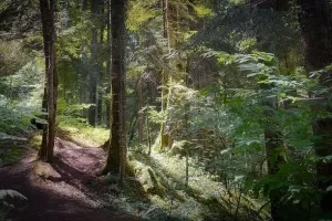 Bain de forêt guidé