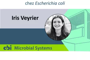 PhD - Iris Veyrier - Etude de la formation et de la résolution des caténanes des réplicons frères chez Escherichia coli
