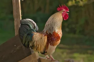 Cinéma à Villefranche:Cocorico 2