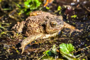 Sortie nature - Le Gave, rive nocturne