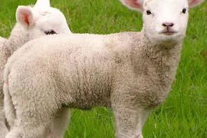 Foire du 1er mai à Meilhards