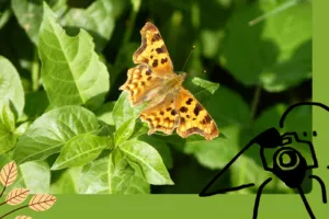 Nos jardins, refuges de vie