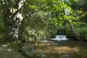 Venez découvrir une forêt en plein cœur de la ville de Vannes!