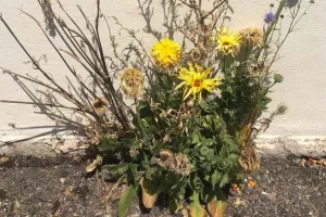 Imaginons les plantes urbaines du futur !