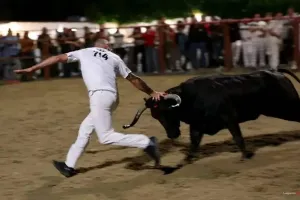 Course de vaches