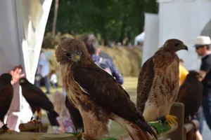 Fête de la Sange